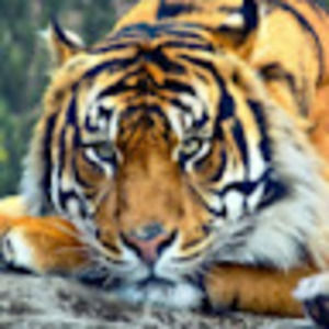 Meet your Posher, Parisa